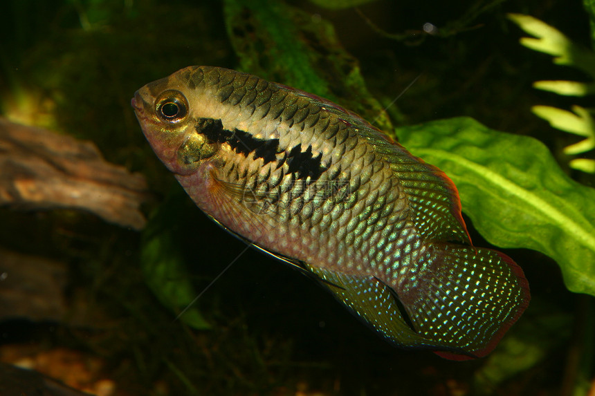 红点cichlid(白喉 破伤风)图片