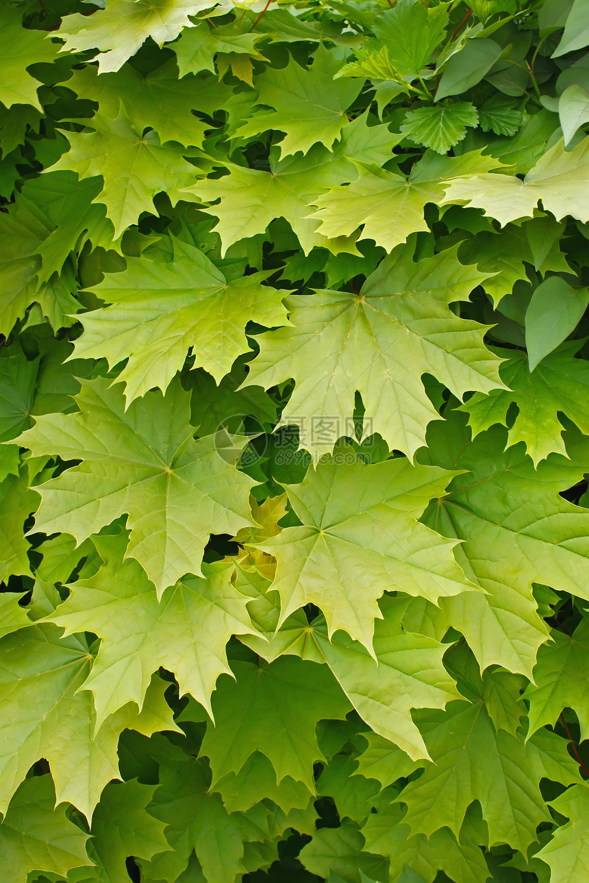 青嫩的金色树叶季节阳光叶子木头绿色阴影高度日光静脉生长图片