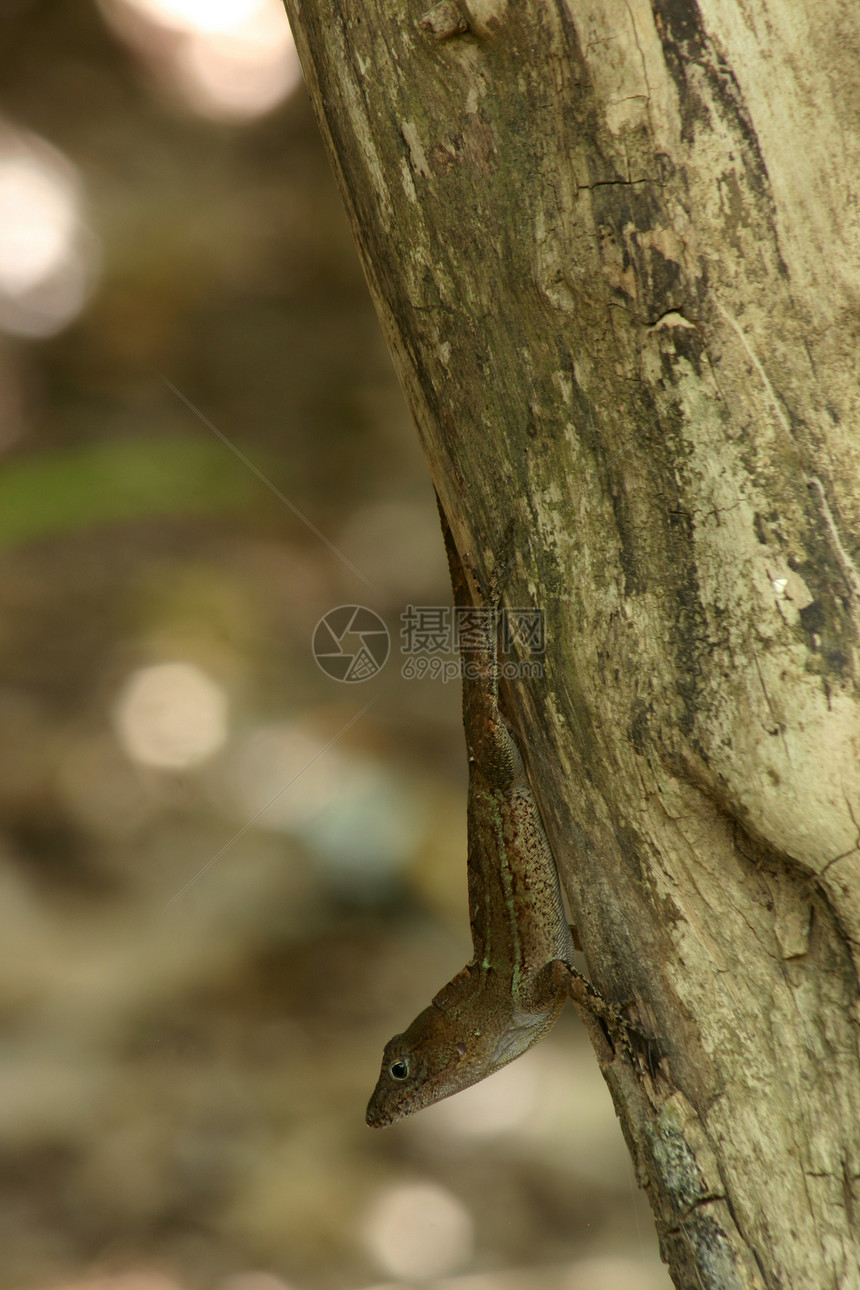 阿诺利斯晴天太阳蜥蜴植被动物宏观爬虫眼睛阳光鬣蜥图片