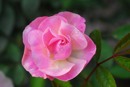 粉红玫瑰花缝合花朵植物群花园玫瑰季节性阴影风格装饰花瓣植物背景图片