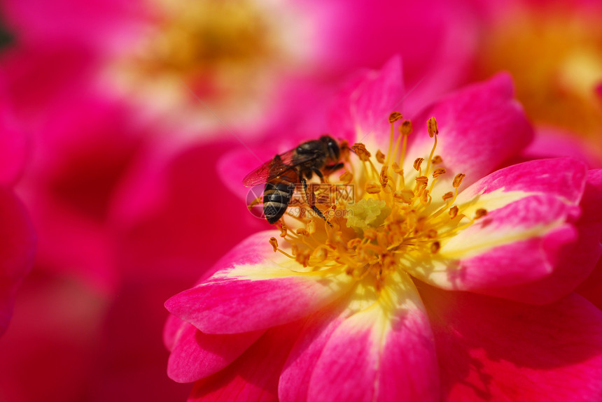 粉红玫瑰花上的蜜蜂风格装饰植物昆虫花园花朵季节性玫瑰花瓣宏观图片