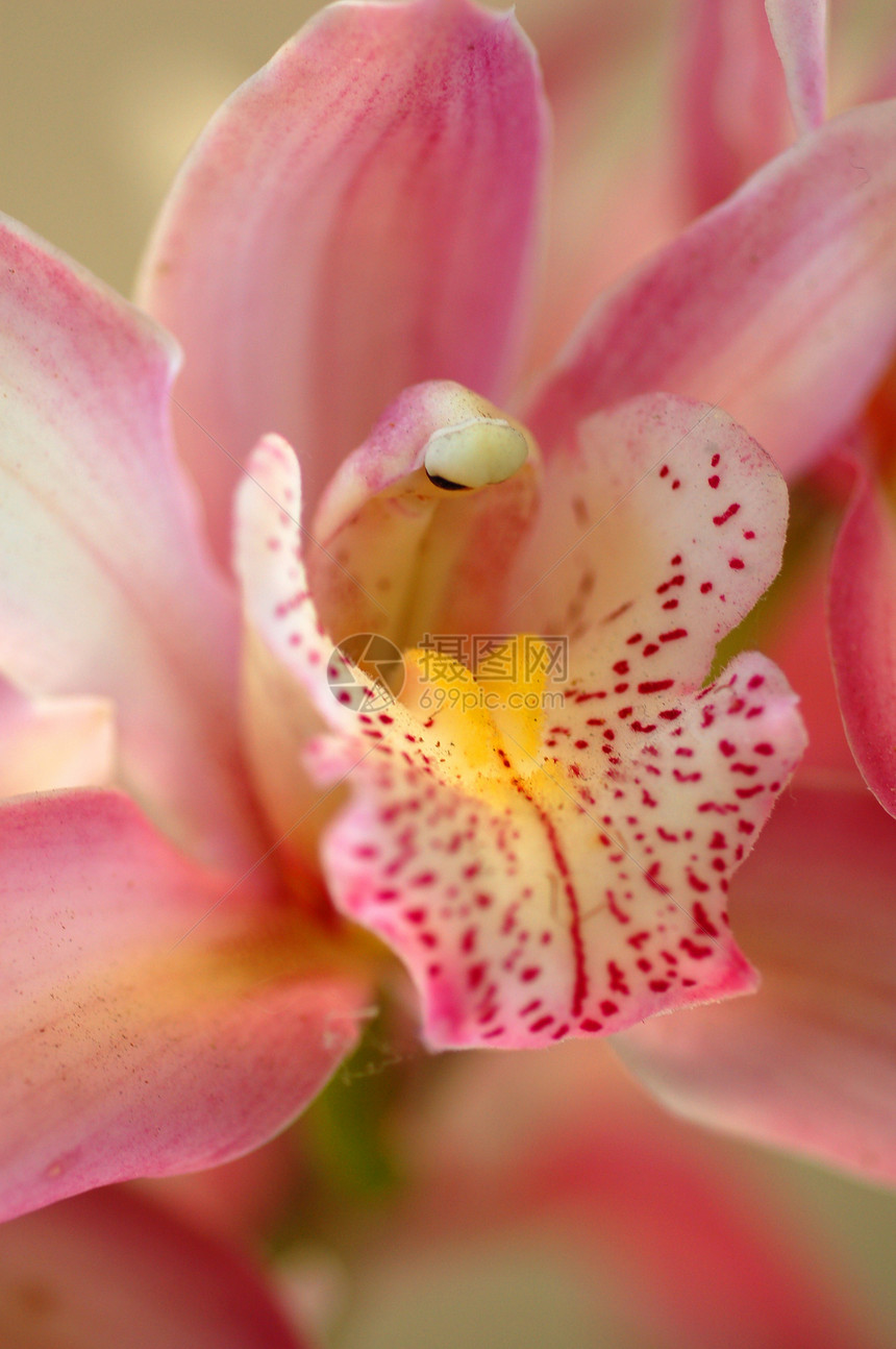 粉红兰花花季节性植物花艺阴影兰花花朵装饰花园花瓣风格图片