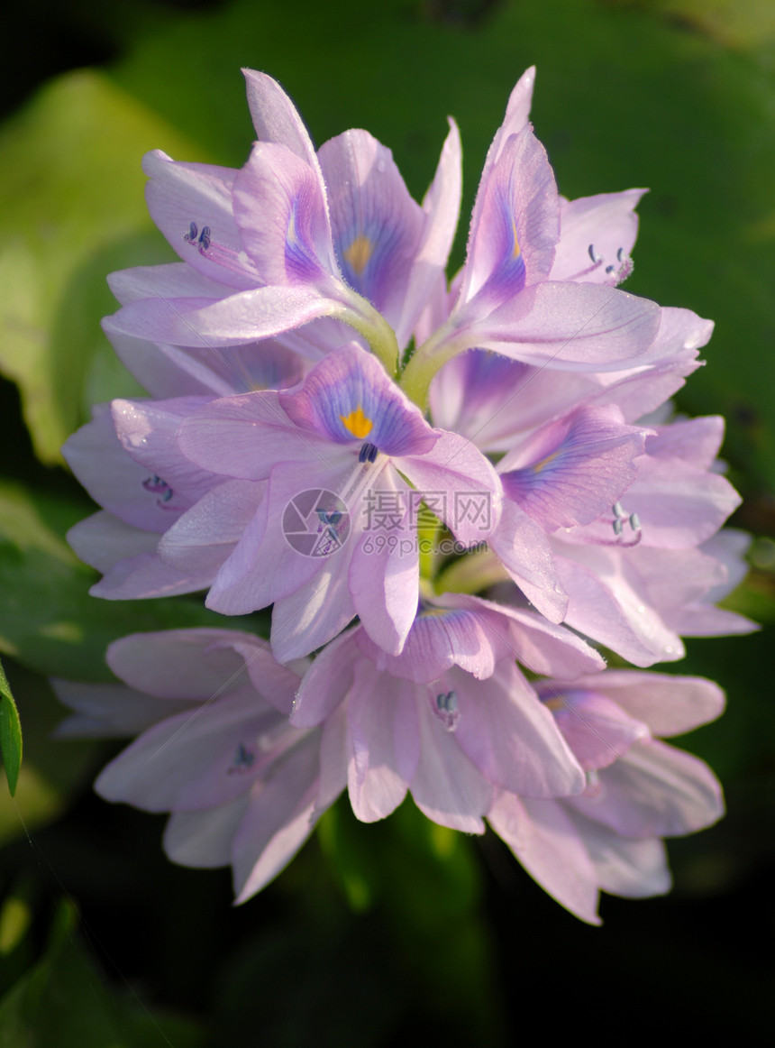 蓝蓝色水花装饰季节性阴影园艺热带花园植物群风格花朵植物图片