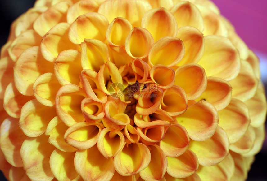 橙色花朵绒球植物植物群花园风格花瓣季节性阴影装饰图片