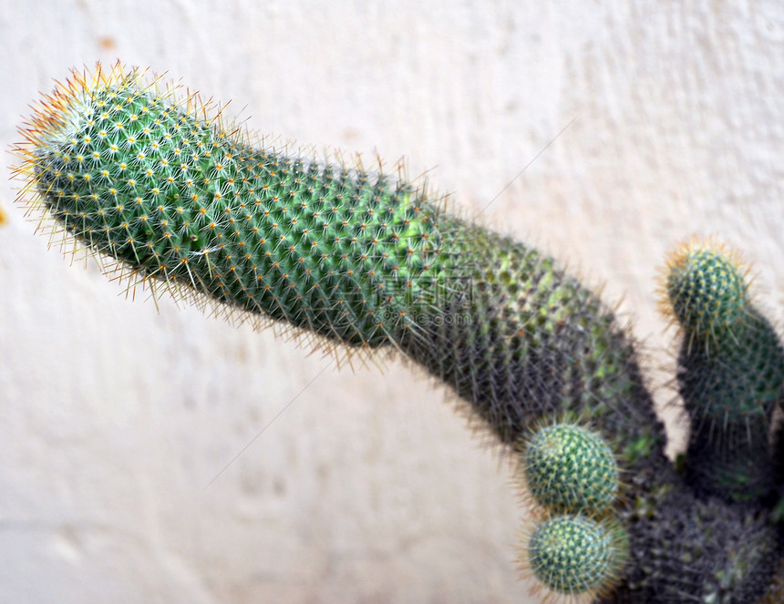 Cactus 工厂沙漠多刺园艺海绵生长植物学园林植被草本干旱图片