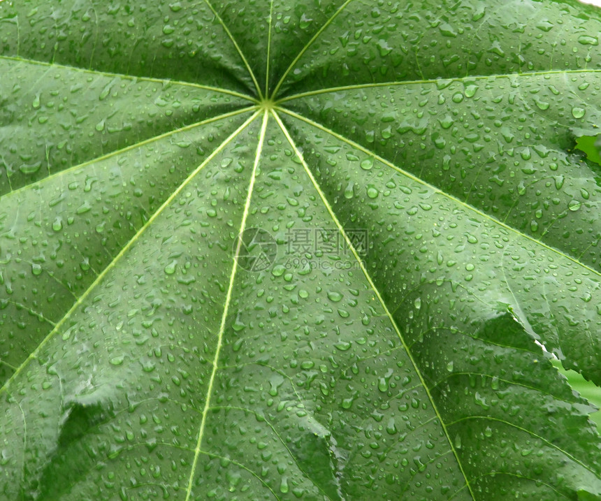 绿树叶植物绿色生活园艺叶子花园培育图片