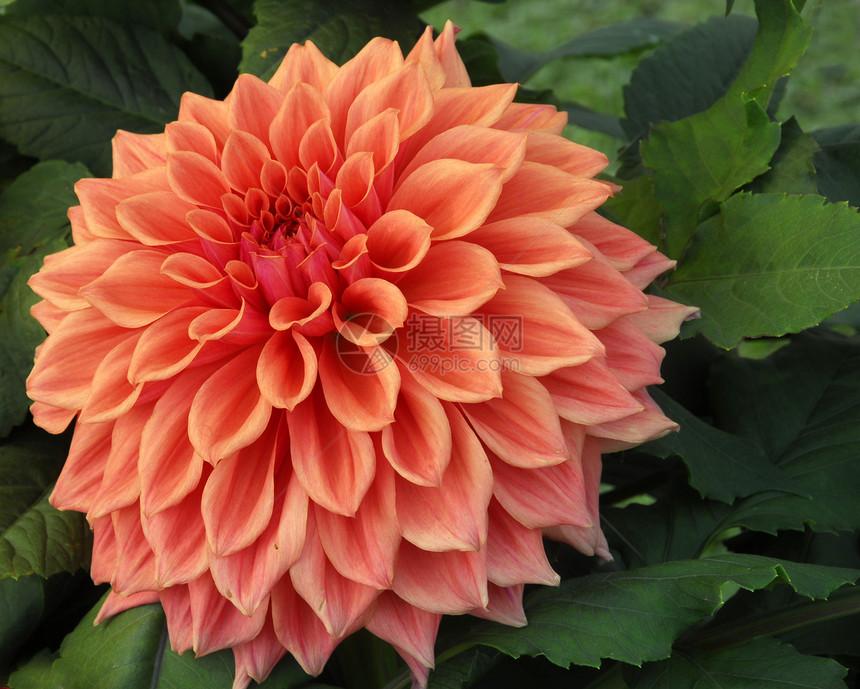 橙色 Dahlia 花朵植物风格阴影花瓣植物群花园花艺装饰季节性园艺图片