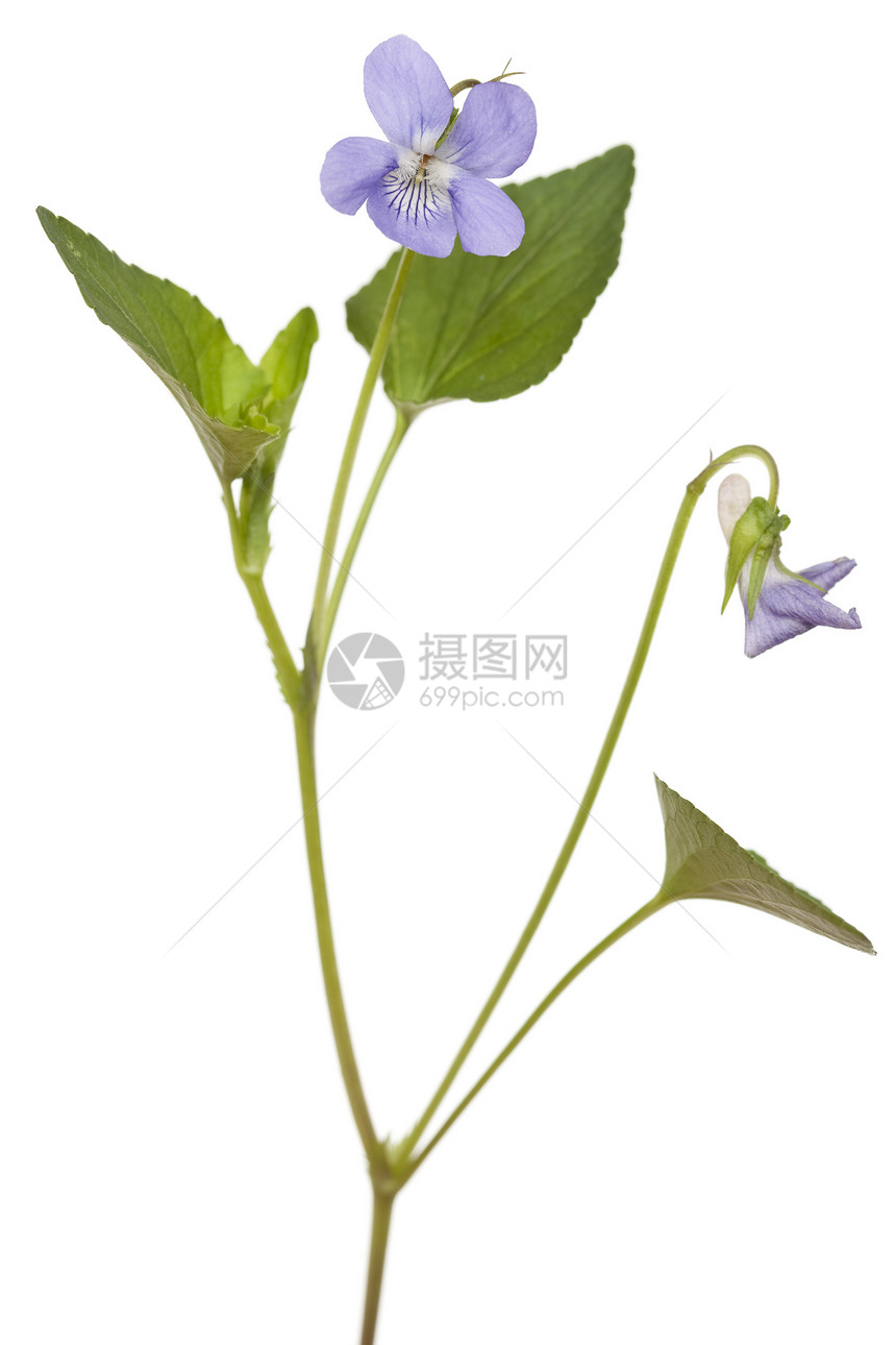 维奥拉奥多拉塔宏观花瓣花序叶子紫色植物野花蓝色图片