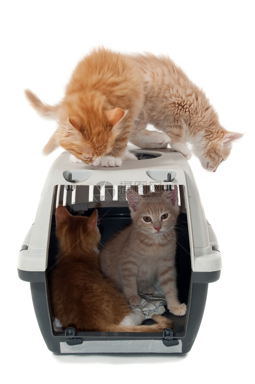 装在运输箱中的甜猫小猫伴侣动物猫咪盒子白色监狱陷阱悲伤宠物幼兽图片