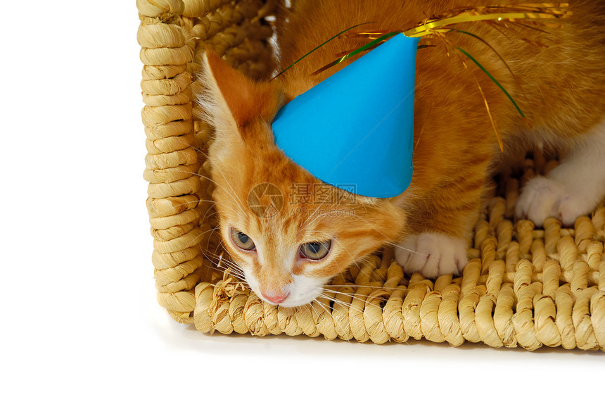 戴帽子的猫乐趣动物生日猫科派对新年动物群猫咪橙子宠物图片
