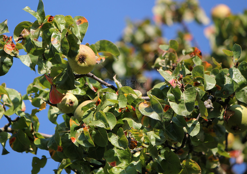苹果树分支叶子监视器栽培树干蓝色生物葡萄水果天空树叶图片