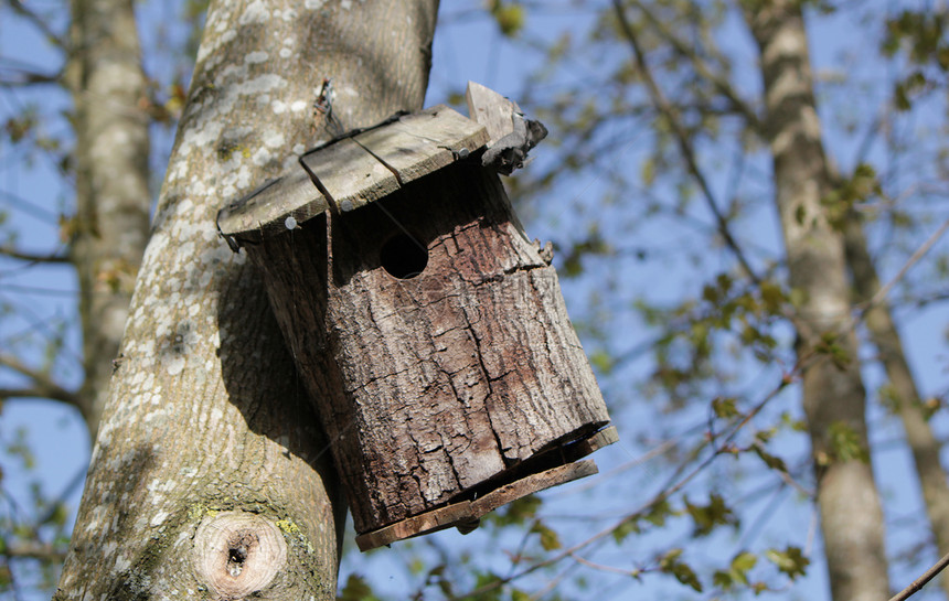 森林中的鸟屋树干生活公园盒子鸟类房子蓝色季节森林植物图片