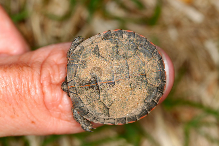 涂漆的海龟温石棉菊科植物拇指缩略图尺寸孵化少年生态宏观野生动物图片