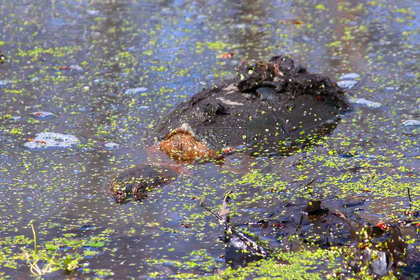 捕捉海龟Chelydra蛇头爬虫动物群生物学环境多样性动物湿地生态生活草原图片