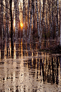 森林中春夜的日落反省荒野分支机构季节阳光长裤环境太阳森林背景