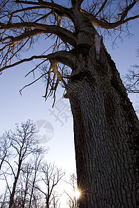 旧冬树形式背景图片