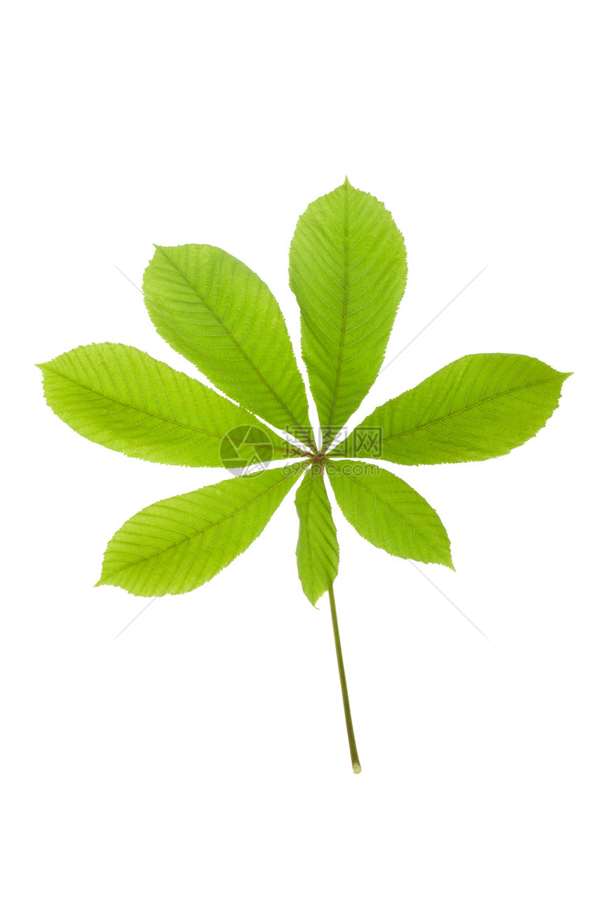 绿叶栗子植物板栗生活绿色白色生长环境枝条花园叶子图片