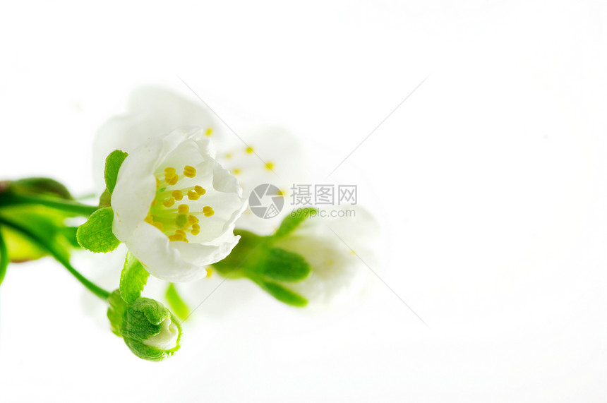 白底白樱桃花( 白色背景的白樱花)图片