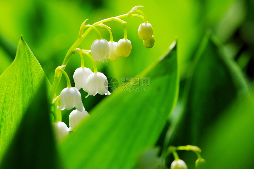 紧贴山谷的莉莉荒野百合生长公园植物植物群季节花园宏观草地图片