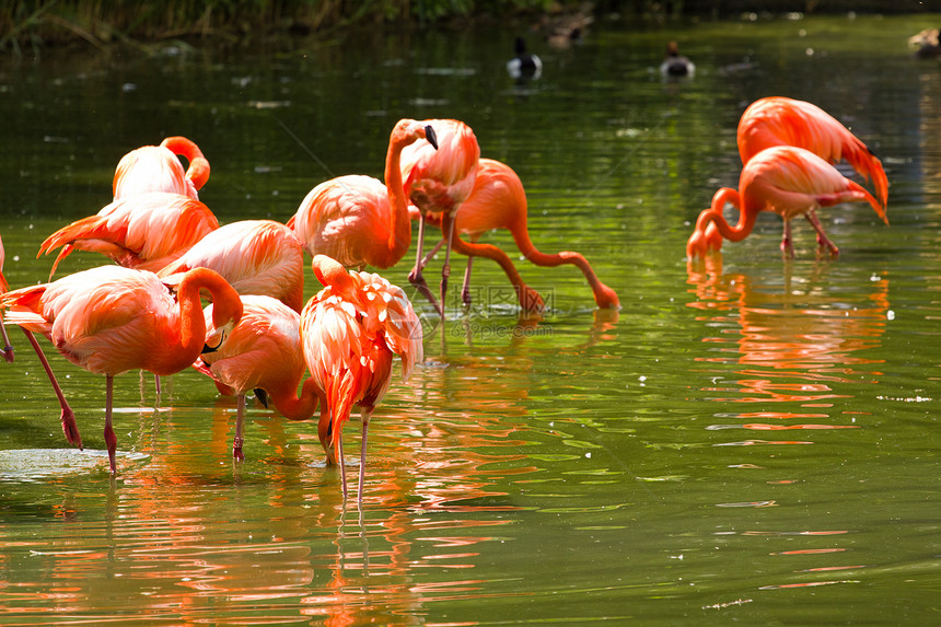 湖边的火烈鸟粉色异国热带野生动物白色动物亚热带情调脖子涉水图片