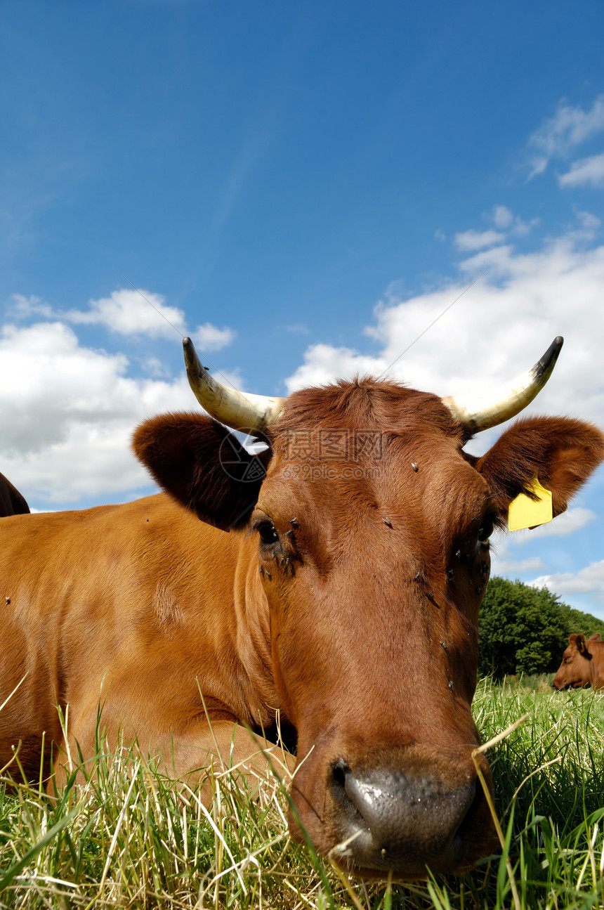 牛脸牛角牧场农村草地国家生活鼻子哺乳动物喇叭牛奶图片