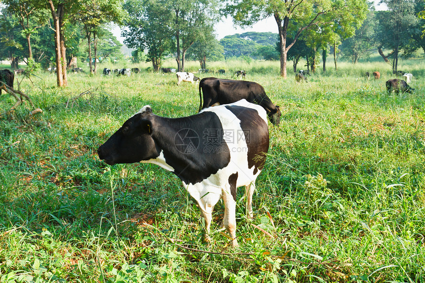 母牛在大自然中图片