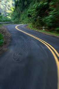路旅行荒野假期树木森林绿色曲线叶子乡村旅游背景图片
