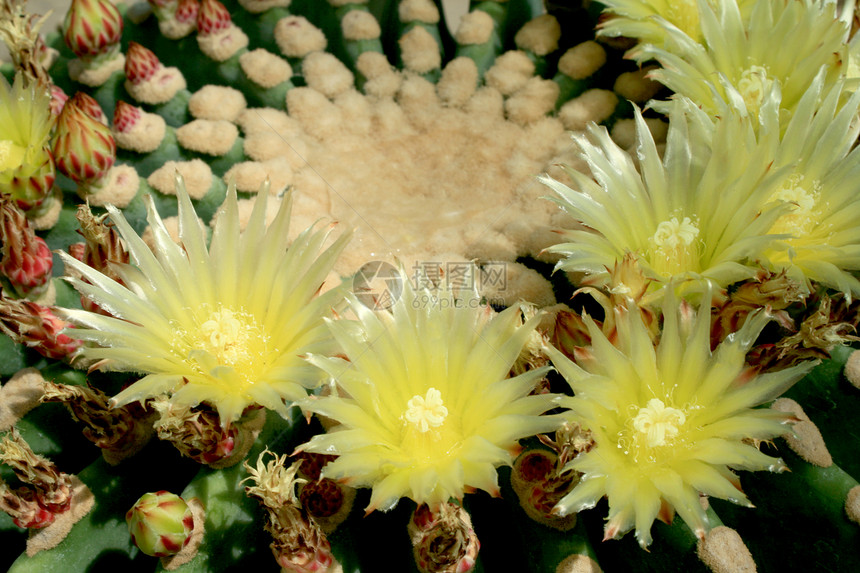 仙地植物学异国叶子情调生长宏观花园沙漠植物生活图片