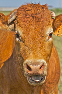 说话的红牛背景图片
