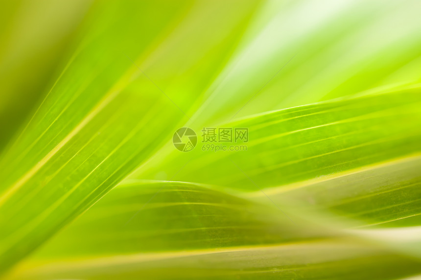 大自然的绿叶背景抽象摘要生长生物学生态草地季节阳光宏观植物群植物草本植物图片