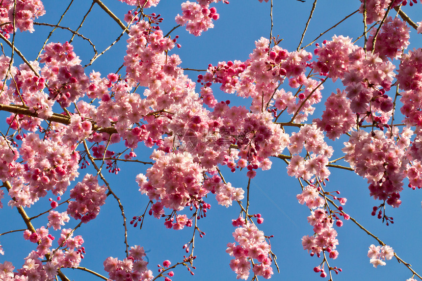 樱花花瓣墙纸树叶文化植物季节中心卡片美丽图片