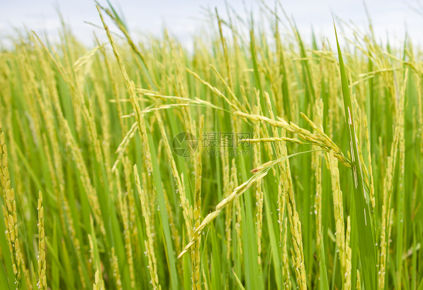 稻谷季节路线风景热带收成农业农田种植园粮食稻田图片