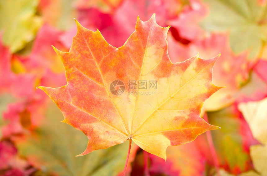 秋叶工作室绿色黄色发红橙子植物植物学树叶活力红色图片