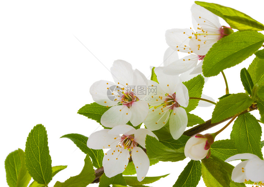 梅树枝的开阔白色李子雌蕊植物季节花瓣水果绿色生活叶子图片