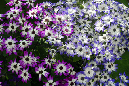 蓝铜花植物群植物园艺风格花园装饰花瓣季节性花艺花朵高清图片
