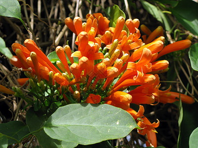 烈火葡萄橙碧尼翁花藤蔓植物群风格花艺植物装饰花园喇叭花朵橙子背景
