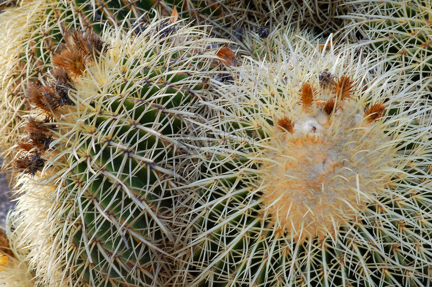 Cactus 工厂化妆品生长海绵状园林绿色园艺旱生植物植被沙漠多刺图片