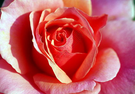 粉红玫瑰花缝合花朵植物群花园风格花瓣玫瑰植物阴影装饰季节性背景图片