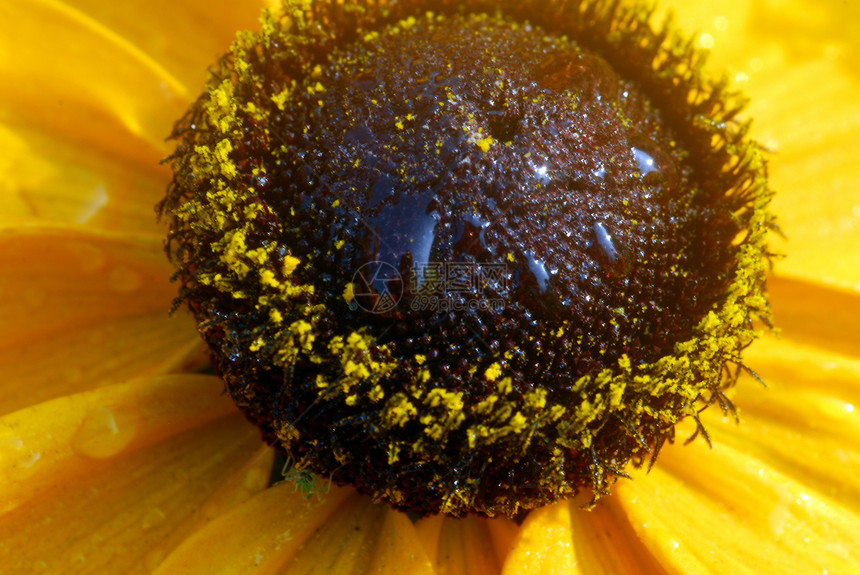 乌沙黄色露天花朵园艺阴影眼睛季节性植物群花瓣黑眼花艺装饰风格图片
