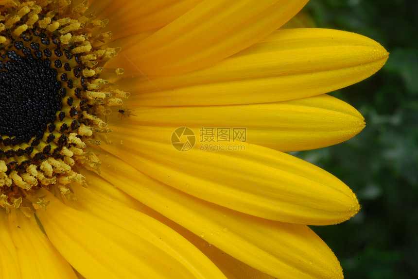 黄菊花风格植物装饰花瓣季节性雏菊花园阴影花朵植物群图片