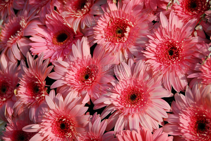 粉色的热贝拉花图片