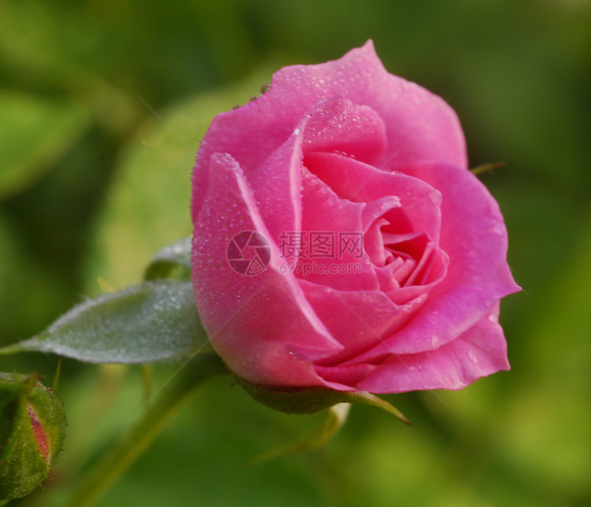 粉红玫瑰花花花瓣粉色情人园艺装饰花园风格植物群花朵图片