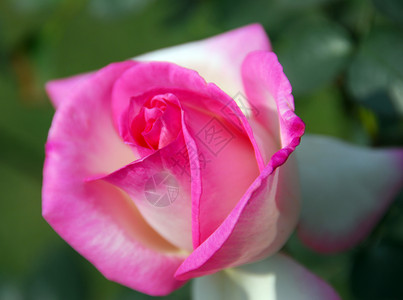 粉红玫瑰花花园艺花园花朵装饰植物群花瓣情人风格粉色背景图片