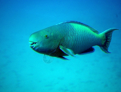 鱼食物动物背景图片