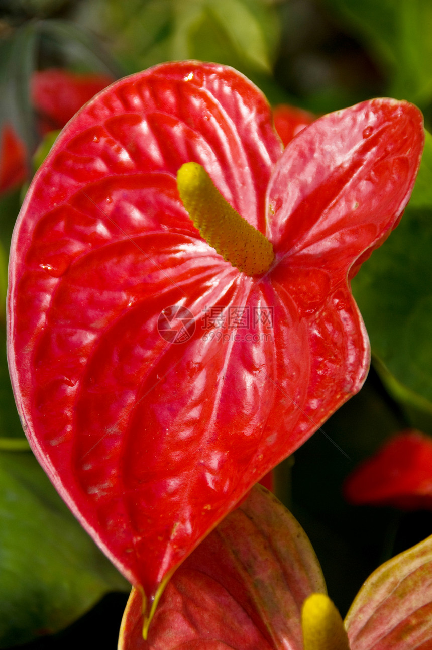 红花装饰阴影园艺热带风格植物群花朵花瓣花艺图片