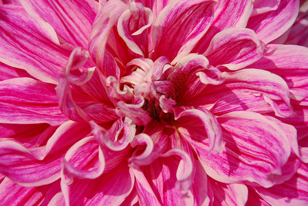 白色粉红色大丽花花阴影植物群花瓣花朵园艺装饰粉色大丽花花艺风格背景图片