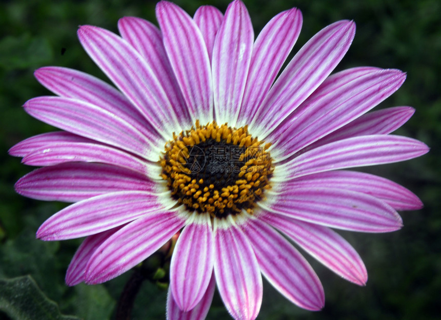 粉色菊花花植物装饰花瓣季节性花园花朵风格植物群雏菊阴影图片