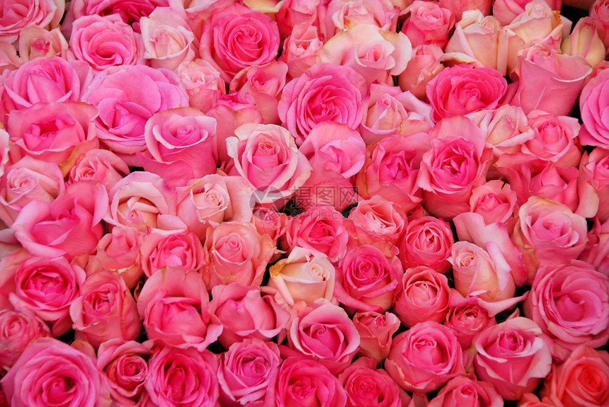 粉红玫瑰花花团图片