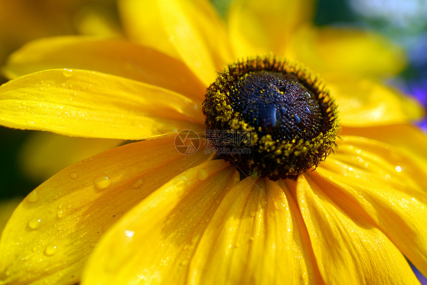 乌沙黄色露天花朵黑眼花园眼睛黑色季节性花瓣植物群图片