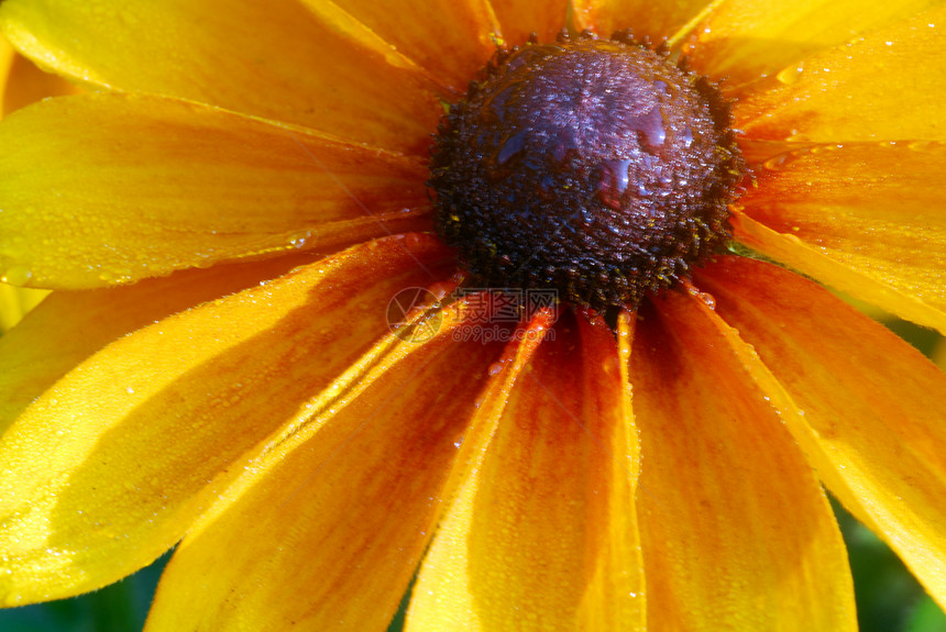 乌沙黄色露天花朵花园黑色花瓣黑眼季节性植物群眼睛图片